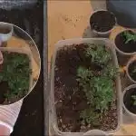 De oogst wordt 10 keer zo groot: Hoe tomaten-, komkommer-