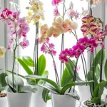 een-kopje-natuurlijke-oplossing-en-de-orchidee-zal-constant.webp.webp