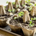 Ervaren huisvrouwen gebruiken deze tips al lang: hoe een eierbakje handig is in de moestuin ervaren-huisvrouwen-gebruiken-deze-tips-al-lang-hoe-een-eierbakje.webp.webp