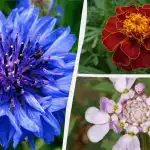 Je hoeft niet eens water te geven: de mooiste tuinbloemen die geen constante verzorging nodig hebben Je hoeft niet eens water te geven: de mooiste tuinbloemen