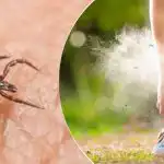 Mijten kunnen ze niet uitstaan: welke planten moet je in april planten om ze te beschermen? Mijten kunnen ze niet uitstaan: welke planten moet je in