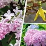 Mogen niet bloeien: tuiniers hebben 12 planten genoemd die in