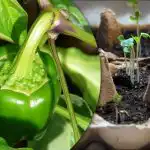Ontkiemt binnen 24 uur: een gemakkelijke manier om sterke paprika's