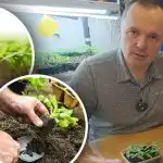 Spruiten verwelken na het plukken: drie basisvoorwaarden voor succesvol uitplanten Spruiten verwelken na het plukken: drie basisvoorwaarden voor succesvol uitplanten