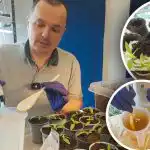 Sterke paprikawortels in enkele dagen: een effectieve stimulans na het verplanten Sterke paprikawortels in enkele dagen: een effectieve stimulans na het