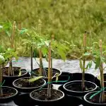 Tomatenzaailingen zullen sterk zijn zonder winkel"chemie": wat toevoegen aan het