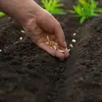 Wat te planten in april: 5 winterharde groenten voor een