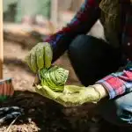 Wat te planten in april in de volle grond, kas
