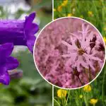 Wat te planten in de schaduw: zes wilde bloemen die